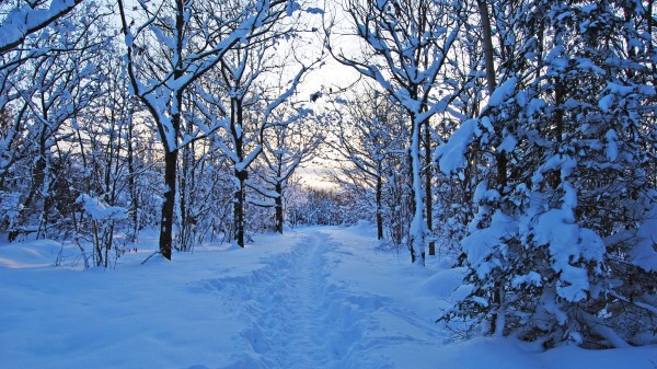 Morning Winter Snow Snowdrifts Young Growth Swede Wallpaper
