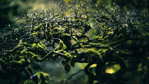 Moss Branches Drops Wallpaper