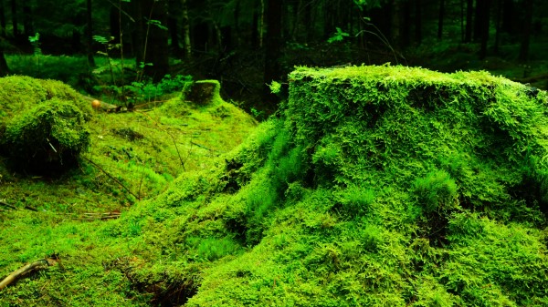 Moss Grass Tree Stump Wood Wallpaper