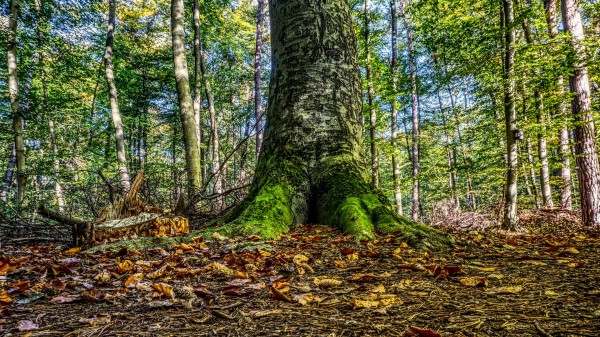 Moss Tree Root Foliage Autumn Wallpaper