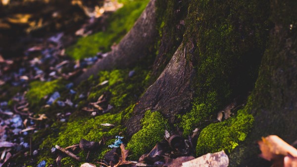 Moss Tree Trunk Foliage Autumn wallpaper