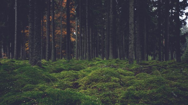 Moss Trees Forest Wallpaper
