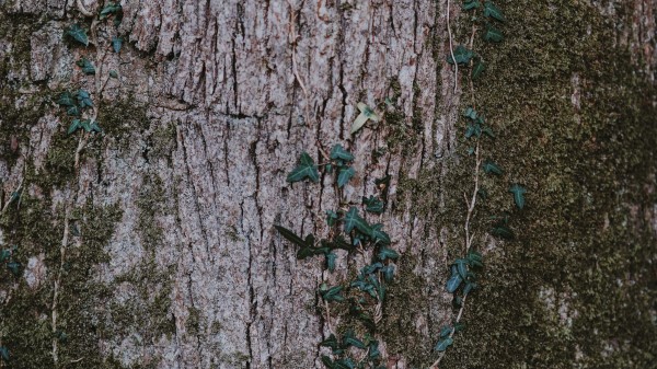 Moss Wood Bark Surface Wallpaper