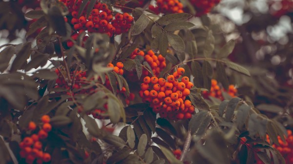 Mountain Ash Berries Autumn Wallpaper