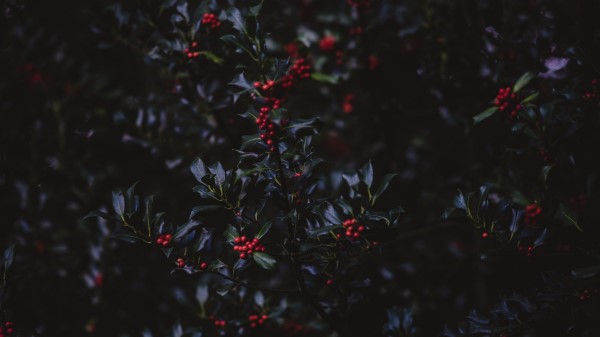 Mountain Ash Berries Branches Wallpaper