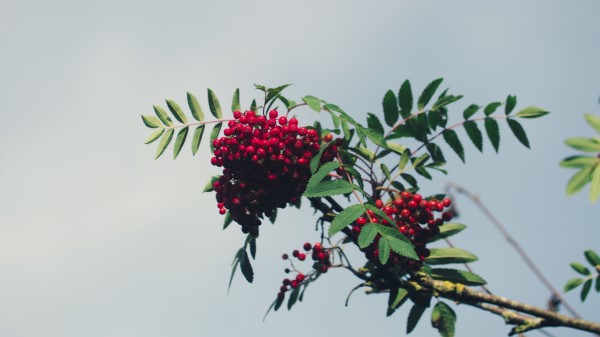 Mountain Ash Branch Berries wallpaper