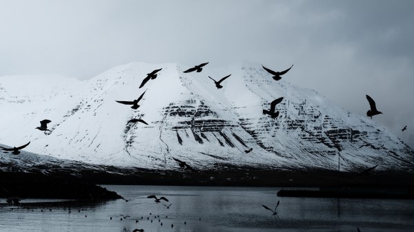 Mountain Crows Birds Wallpaper