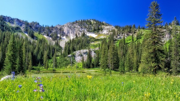 Mountain Field Trees Landscap Wallpaper