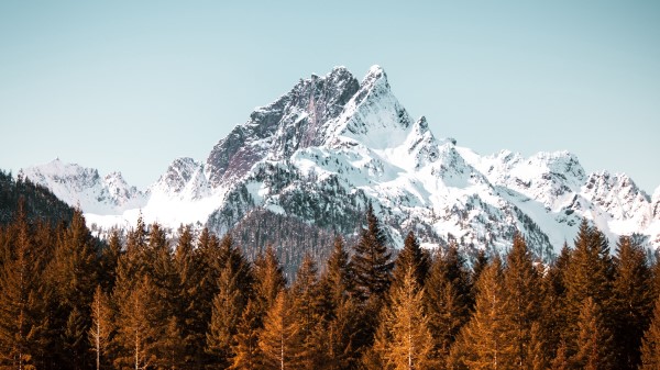 Mountain Forest Trees Wallpaper