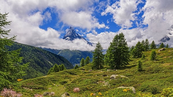 Mountain Peak Spruce Wallpaper