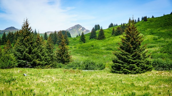 Mountain Peak Trees Picture Wallpaper