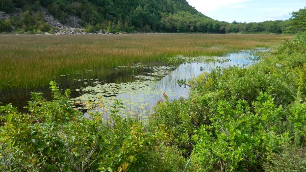 Mountain Pond Shrubs Natur Wallpaper