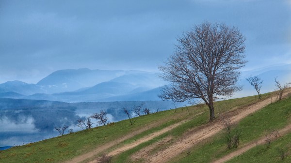 Mountain Slope Tree Natur Wallpaper