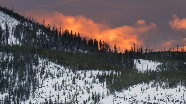 Mountain Snow Trees Wallpaper