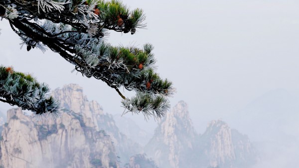 Mountain Spruce Mist Wallpaper