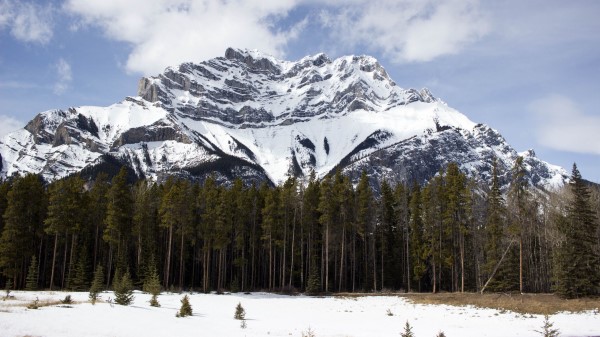 Mountain Top Trees Wallpaper