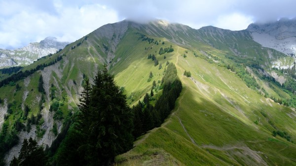 Mountain Trees Grasses Wallpaper