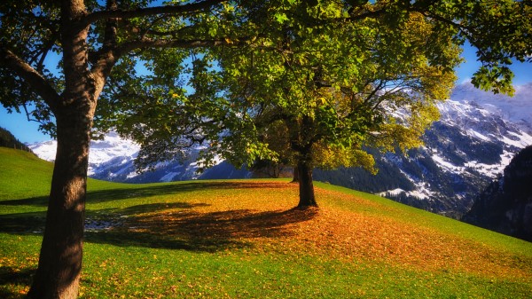 Mountains Autumn Grass Trees Wallpaper