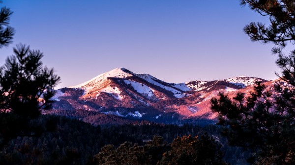Mountains Branch Needles Wallpaper