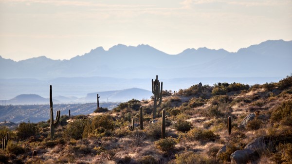 Mountains Cacti Bushes Wallpaper