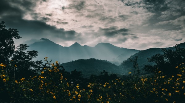 Mountains Fog Flowers Clouds Wallpaper