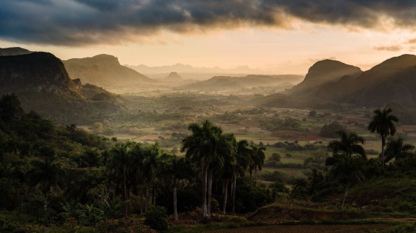 Mountains Fog Palm Trees wallpaper