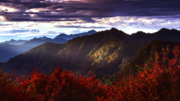 Mountains Forest Bushes Wallpaper