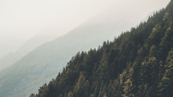 Mountains Forest Fog Image Wallpaper