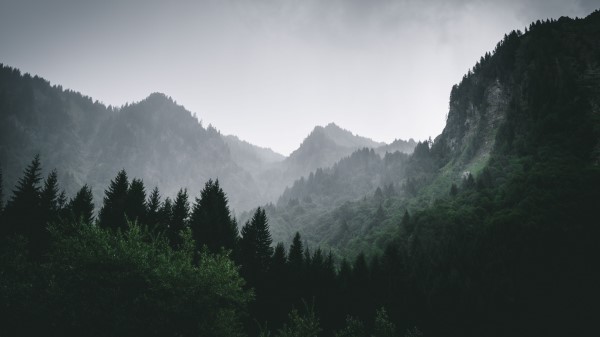 Mountains Forest Fog Wall Wallpaper