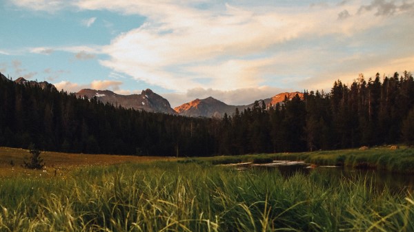 Mountains Forest Grass Wallpaper