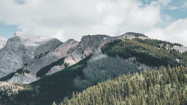 Mountains Forest Trees Photo Wallpaper