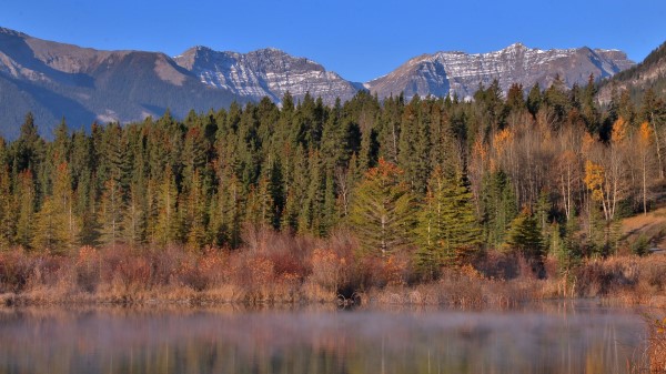 Mountains Forest Trees Picture Wallpaper