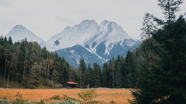 Mountains Forest Trees Wallpaper