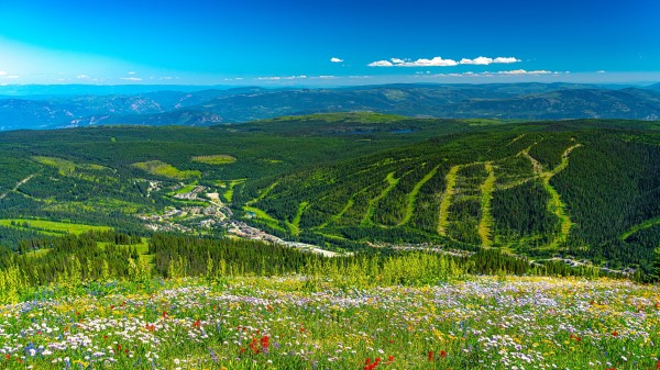 Mountains Hills Flowers Wallpaper