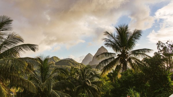 Mountains Palm Landscape Wallpaper