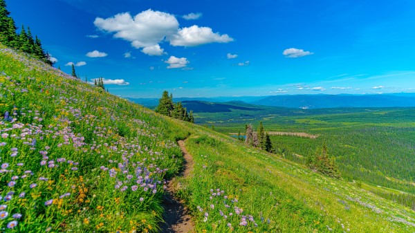 Mountains Path Flowers Wallpaper