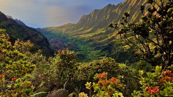 Mountains Plants Shrubs Landscape Wallpaper