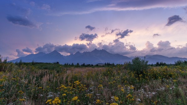 Mountains Rocks Wildflowers wallpaper