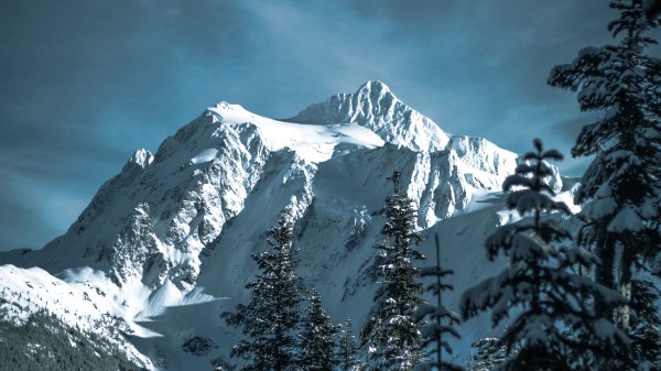 Mountains Snowy Trees Wallpaper