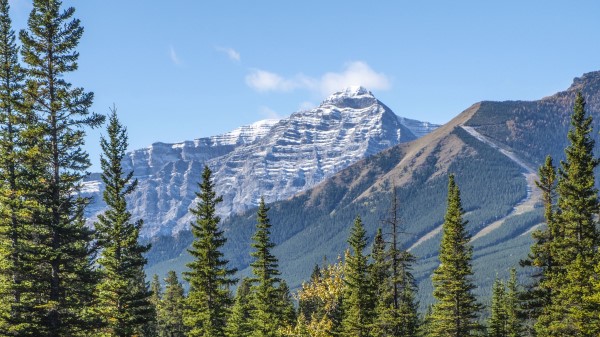 Mountains Spruce Trees Picture Wallpaper