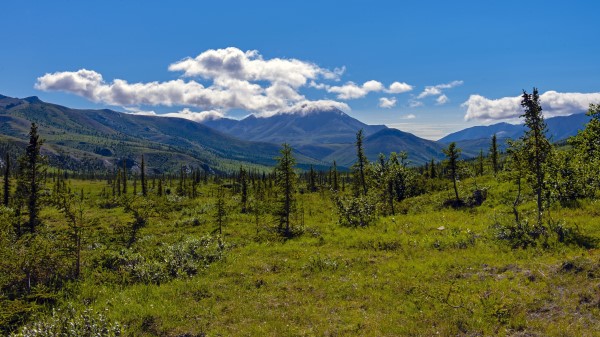 Mountains Spruce Trees Wallpaper