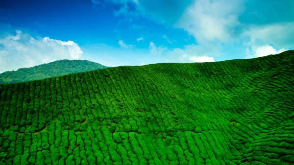 Mountains Tea Plantations Green Height Wallpaper