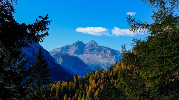 Mountains Trees Branches Wallpaper