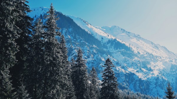 Mountains Trees Pines Wallpaper