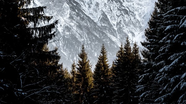 Mountains Trees Snow Photo Wallpaper