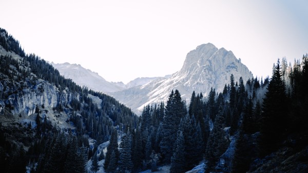 Mountains Trees Spruce Wall Wallpaper