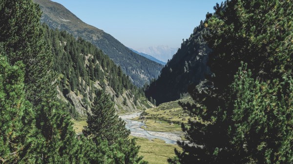 Mountains Trees Summer Grass Wallpaper