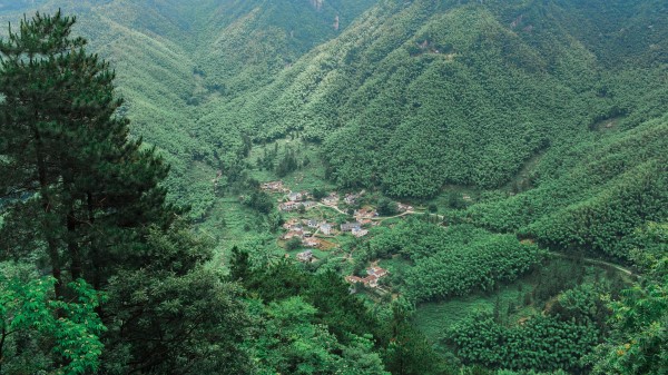 Mountains Trees Top View Wallpaper