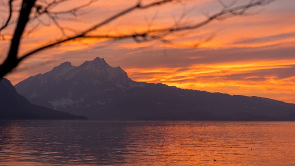 Mountains Water Branches Wallpaper