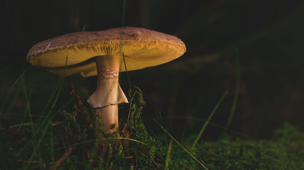 Mushroom Amanita Fungus Grass Wallpaper